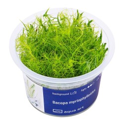 Bacopa myriophylloides - roślina do akwarium