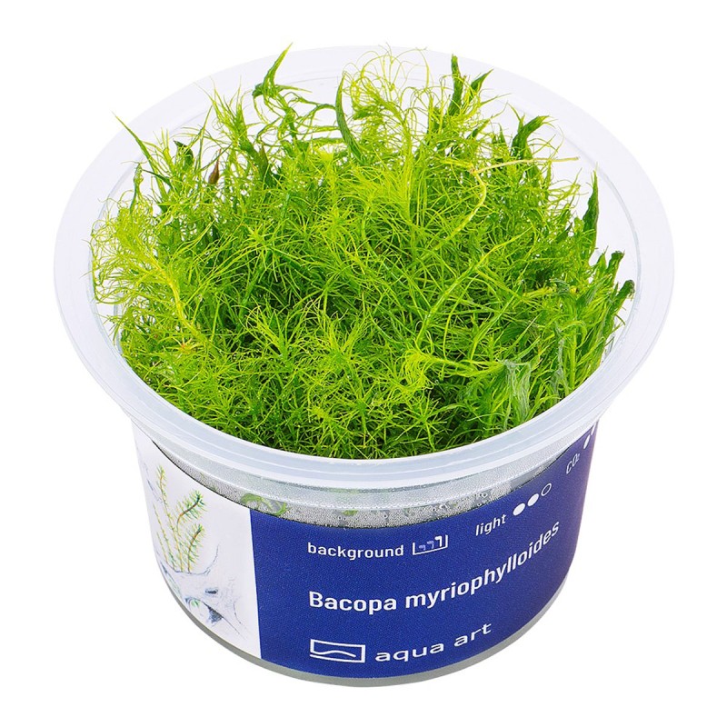 Bacopa myriophylloides - roślina do akwarium