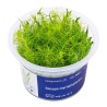 Bacopa myriophylloides - roślina do akwarium