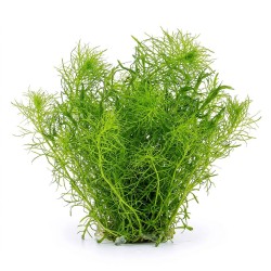 Bacopa myriophylloides - roślina do akwarium