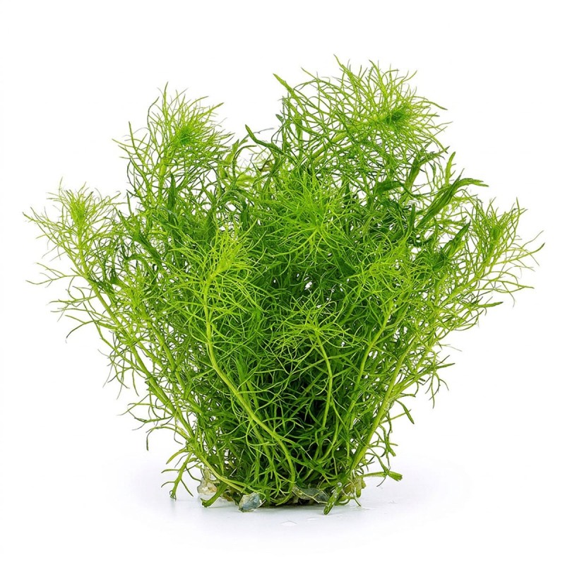 Bacopa myriophylloides - roślina do akwarium