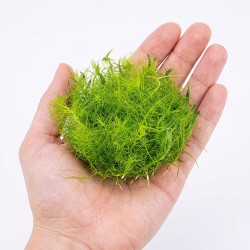 Bacopa myriophylloides - roślina do akwarium