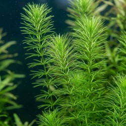 Bacopa myriophylloides - roślina do akwarium