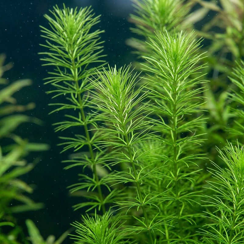 Bacopa myriophylloides - roślina do akwarium