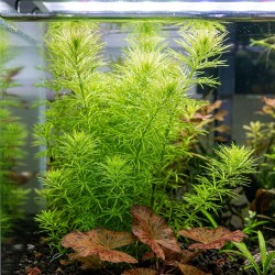 Bacopa myriophylloides - roślina do akwarium