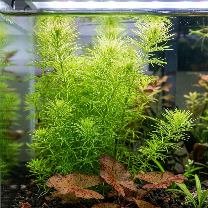 Bacopa myriophylloides - roślina do akwarium
