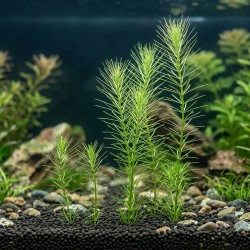 Bacopa myriophylloides - roślina do akwarium