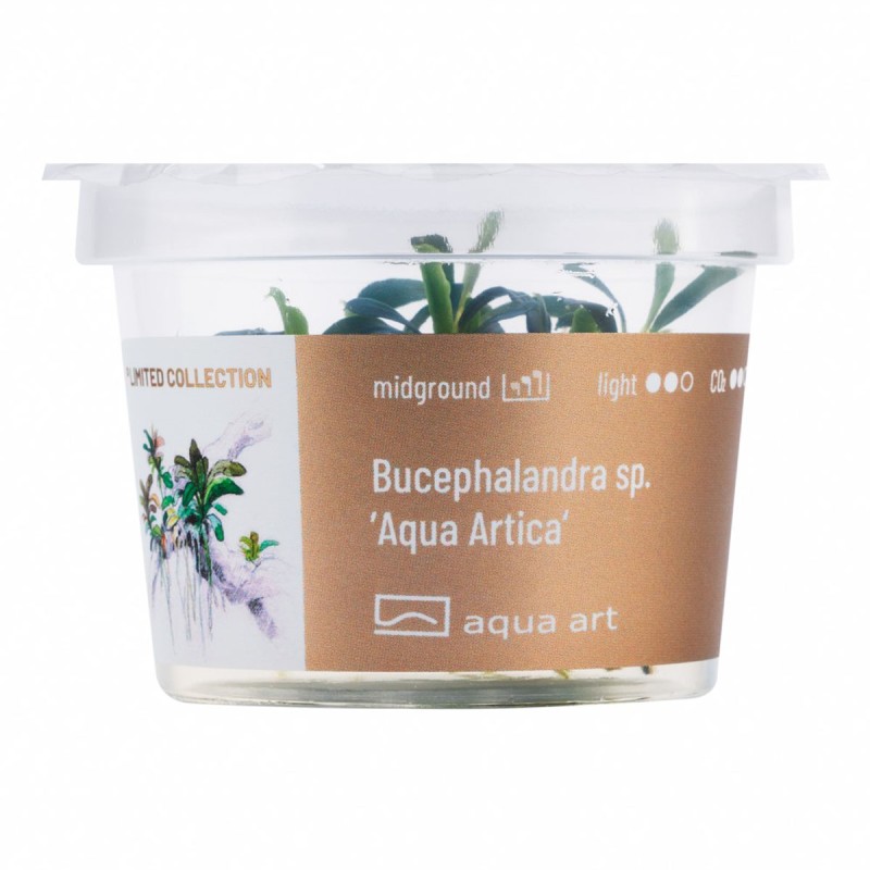 Bucephalandra sp. ’Aqua Artica’ - roślina do akwarium