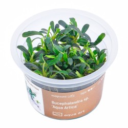 Bucephalandra sp. ’Aqua Artica’ - roślina do akwarium