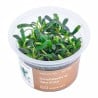 Bucephalandra sp. ’Aqua Artica’ - roślina do akwarium
