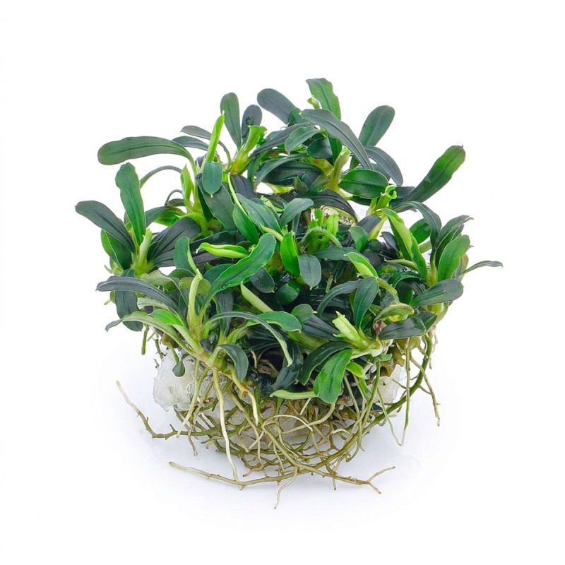 Bucephalandra sp. ’Aqua Artica’ - roślina do akwarium