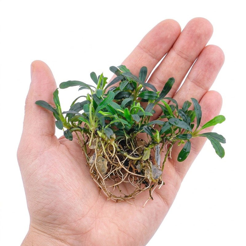 Bucephalandra sp. ’Aqua Artica’ - roślina do akwarium