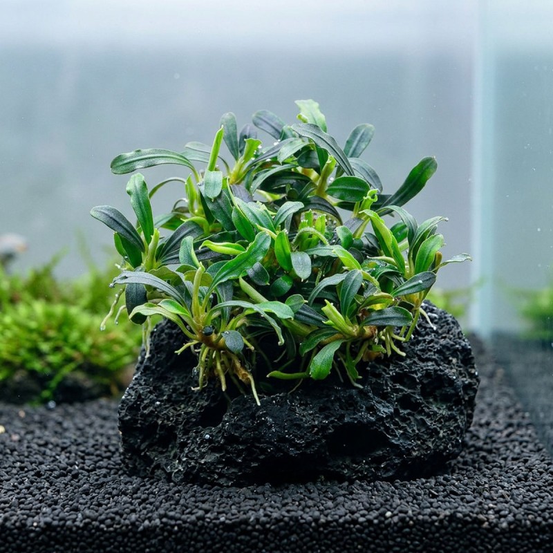 Bucephalandra sp. ’Aqua Artica’ - roślina do akwarium
