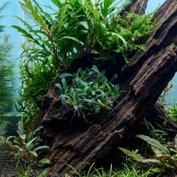 Bucephalandra sp. ’Aqua Artica’ - roślina do akwarium