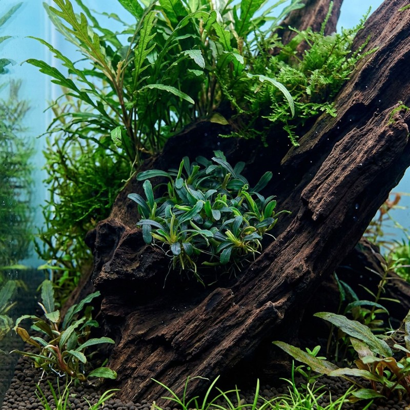 Bucephalandra sp. ’Aqua Artica’ - roślina do akwarium