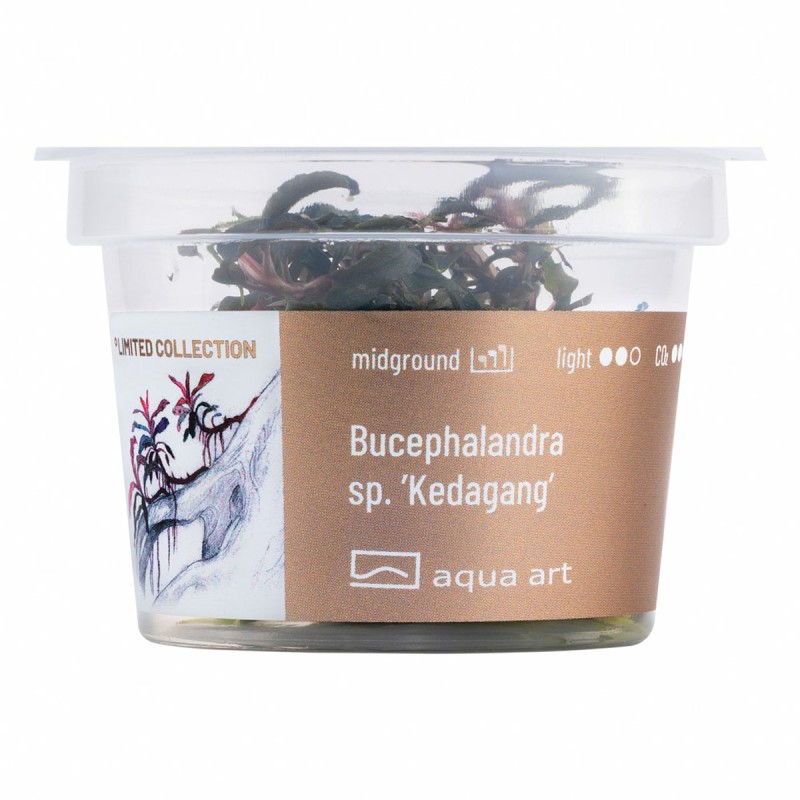 Bucephalandra sp. ’Kedagang’ - roślina do akwarium