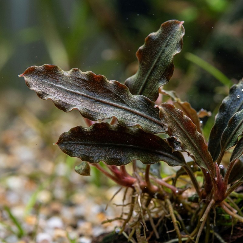 Bucephalandra sp. ’Kedagang’ - roślina do akwarium