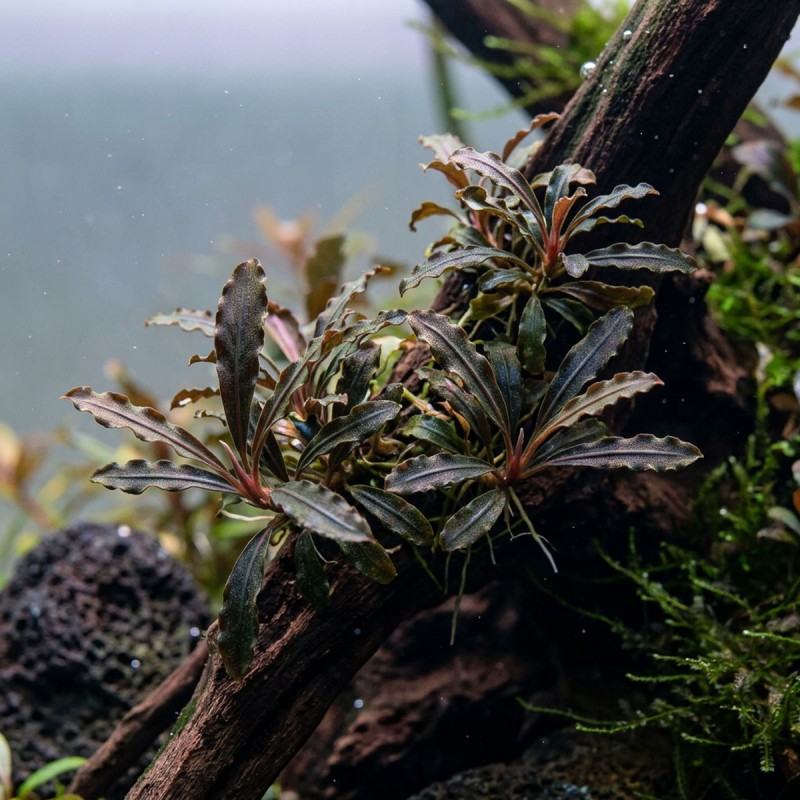 Bucephalandra sp. ’Kedagang’ - roślina do akwarium