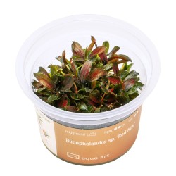 Bucephalandra sp. ’Red Mini’ - roślina do akwarium