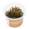 Bucephalandra sp. ’Red Mini’ - roślina do akwarium
