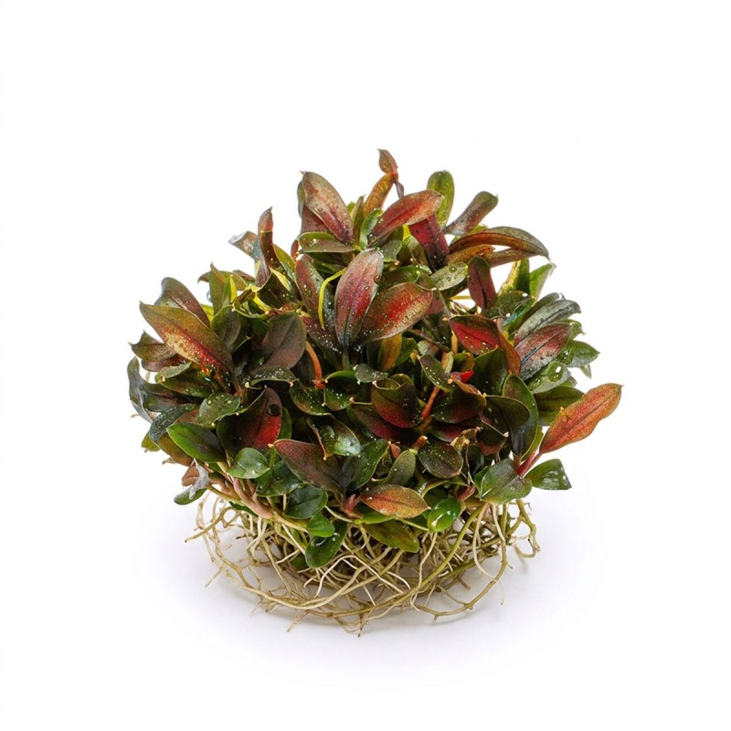 Bucephalandra sp. ’Red Mini’ - roślina do akwarium