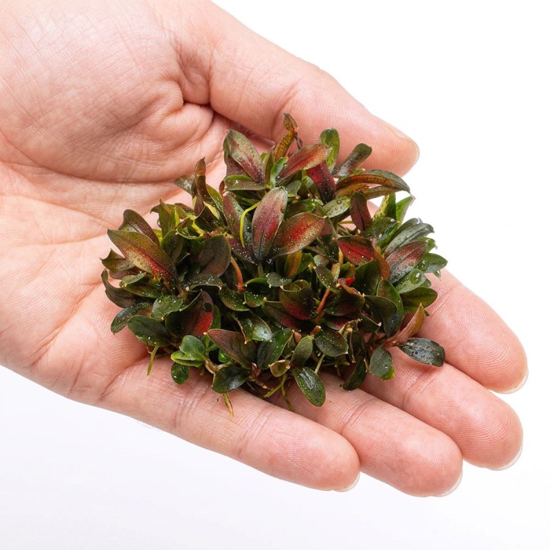 Bucephalandra sp. ’Red Mini’ - roślina do akwarium