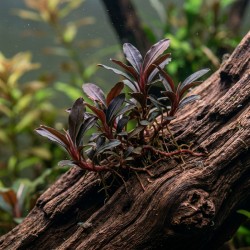 Bucephalandra sp. ’Red Mini’ - roślina do akwarium