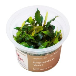 Bucephalandra sp. ’Ulysses’ - roślina do akwarium