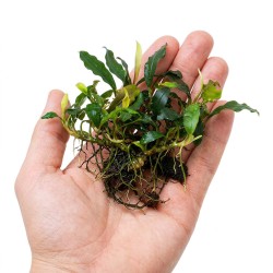 Bucephalandra sp. ’Ulysses’ - roślina do akwarium