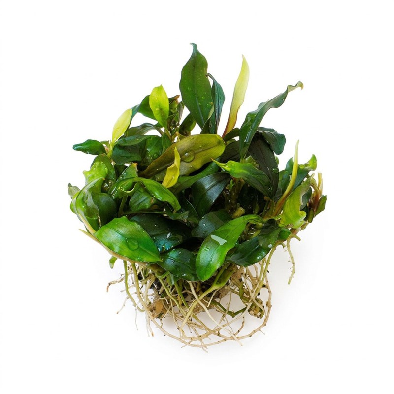 Bucephalandra sp. ’Ulysses’ - roślina do akwarium