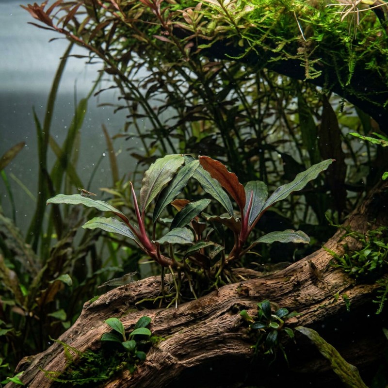 Bucephalandra sp. ’Ulysses’ - roślina do akwarium