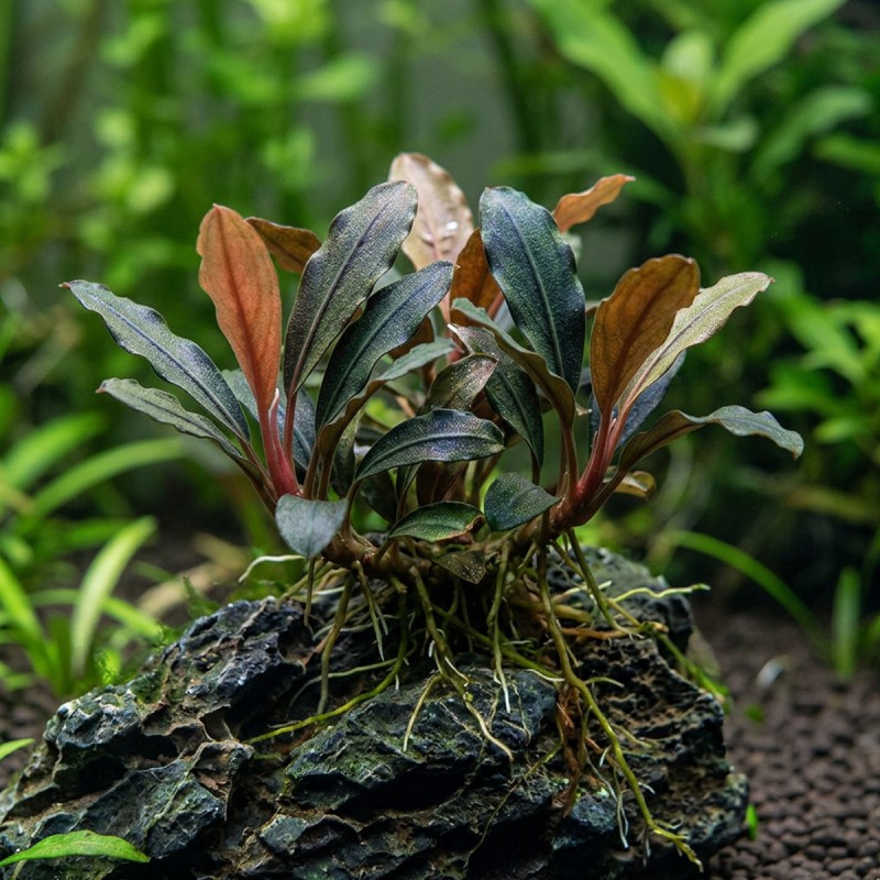 Bucephalandra sp. ’Ulysses’ - roślina do akwarium