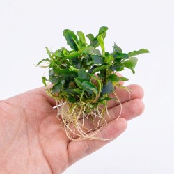 Bucephalandra sp. ’Wave leaf’ - roślina do akwarium