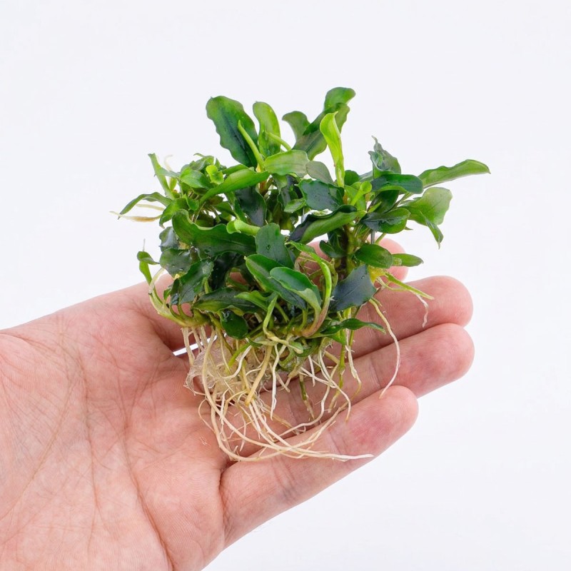 Bucephalandra sp. ’Wave leaf’ - roślina do akwarium