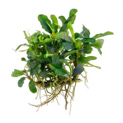 Bucephalandra sp. ’Wave leaf’ - roślina do akwarium