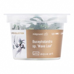 Bucephalandra sp. ’Wave leaf’ - roślina do akwarium
