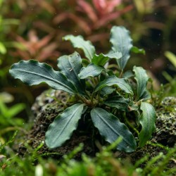 Bucephalandra sp. ’Wave leaf’ - roślina do akwarium