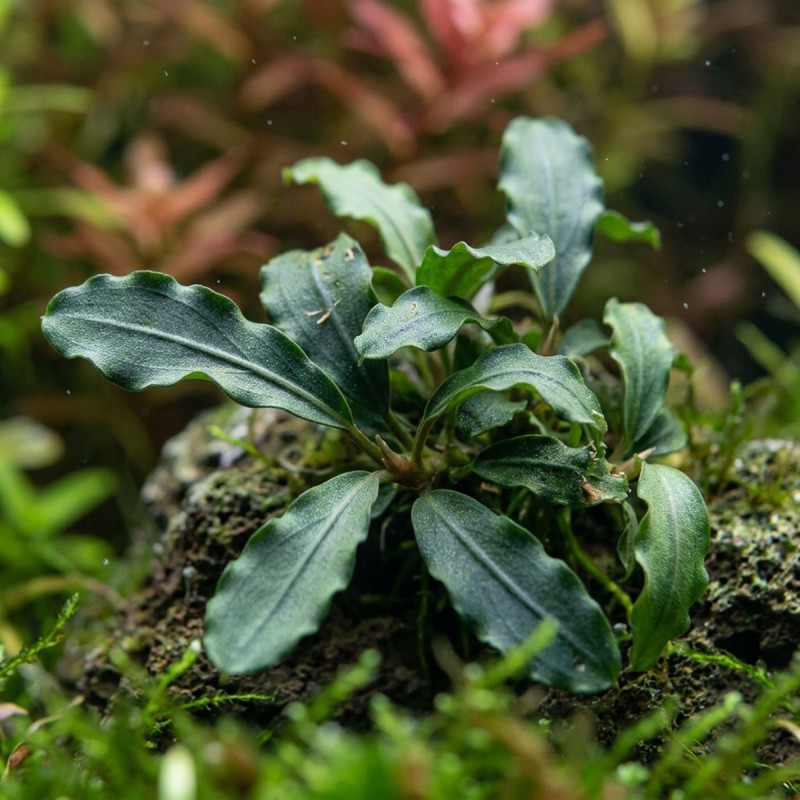 Bucephalandra sp. ’Wave leaf’ - roślina do akwarium