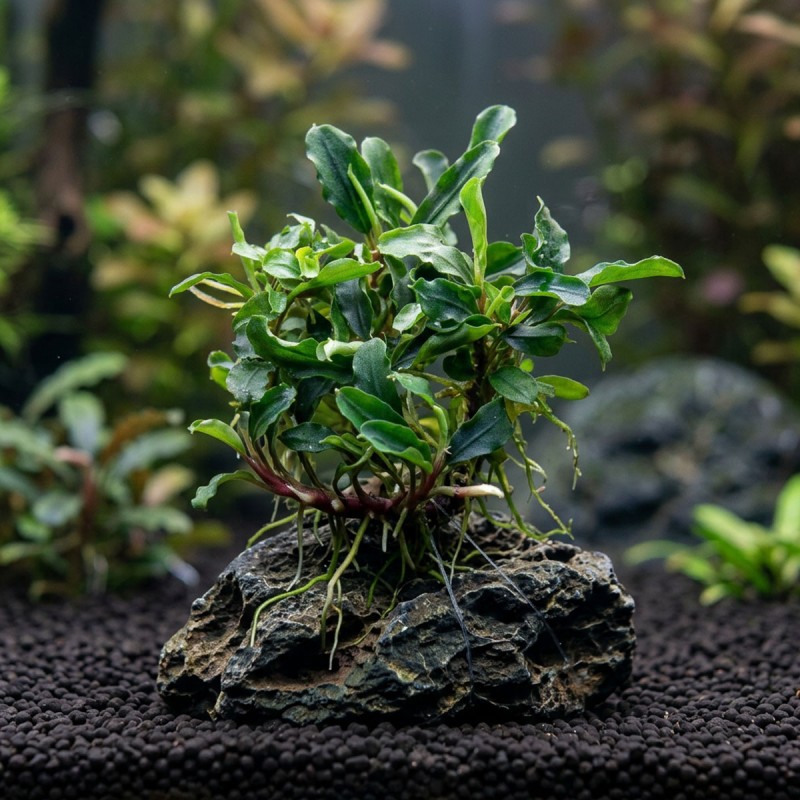 Bucephalandra sp. ’Wave leaf’ - roślina do akwarium