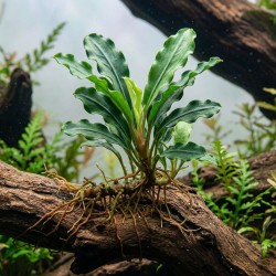 Bucephalandra sp. ’Wave leaf’ - roślina do akwarium