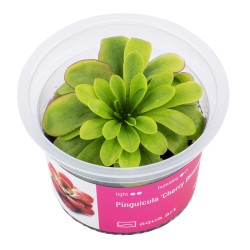 Pinguicula 'Cherry Blossom' - roślina owadożerna do terrarium