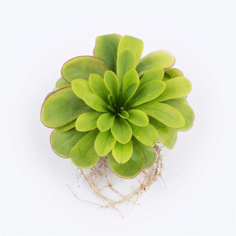 Pinguicula 'Cherry Blossom' - roślina owadożerna do terrarium