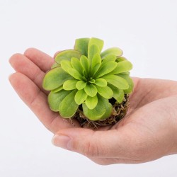 Pinguicula 'Cherry Blossom' - roślina owadożerna do terrarium