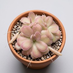Pinguicula 'Cherry Blossom' - roślina owadożerna do terrarium