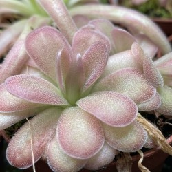 Pinguicula 'Cherry Blossom' - roślina owadożerna do terrarium
