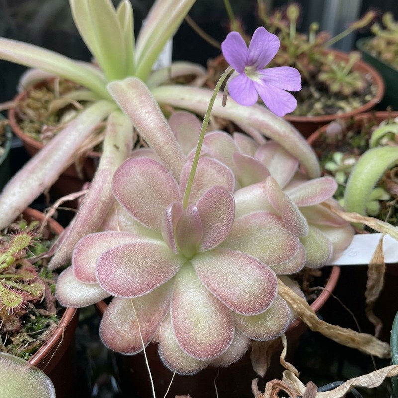 Pinguicula 'Cherry Blossom' - roślina owadożerna do terrarium