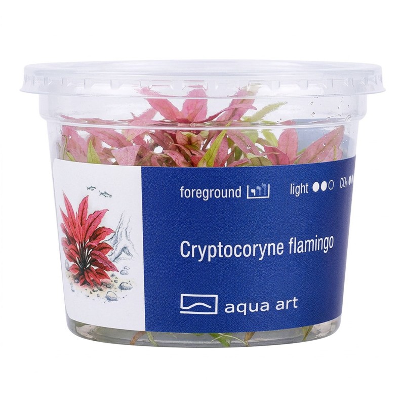 Cryptocoryne flamingo - roślina do akwarium Cryptocoryne flamingo - roślina do akwarium