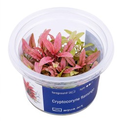 Cryptocoryne flamingo - roślina do akwarium