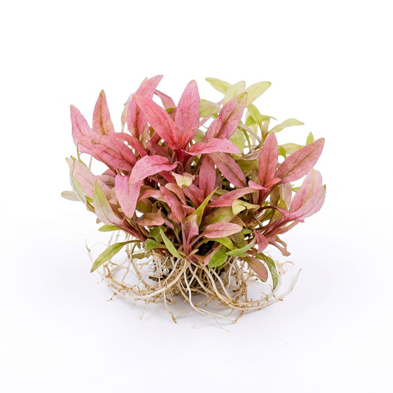 Cryptocoryne flamingo - roślina do akwarium Cryptocoryne flamingo - roślina do akwarium