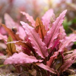 Cryptocoryne flamingo - roślina do akwarium Cryptocoryne flamingo - roślina do akwarium